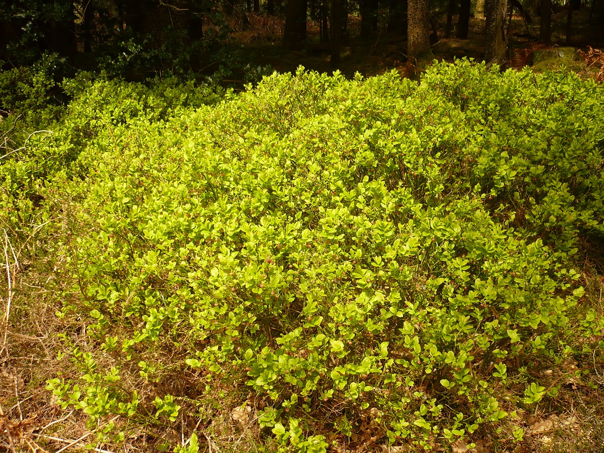 Vaccinium myrtillus (Ericaceae)